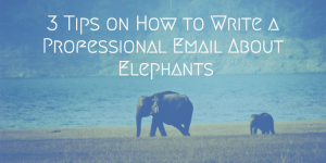 3 Tips on How to Write a Professional Email About Elephants