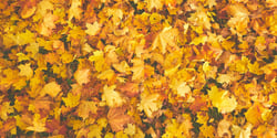 7 People Who Are Talking About Fall Safety Tips