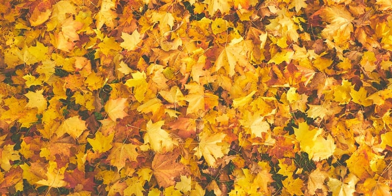 7 People Who Are Talking About Fall Safety Tips