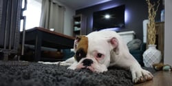 Why Should I Worry About Home Safety For My Employees?
