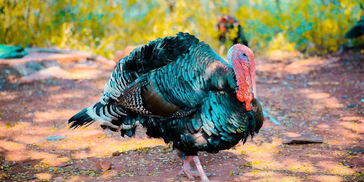 9 Thanksgiving Trivia Questions To Stump Your Employees - blog image