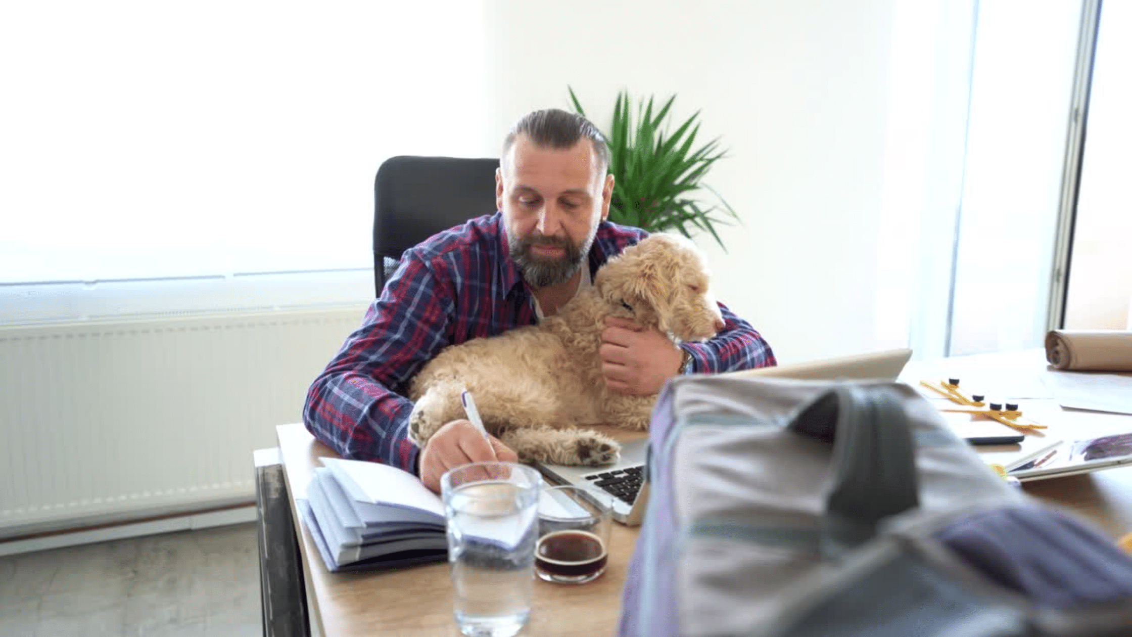 man working with dog